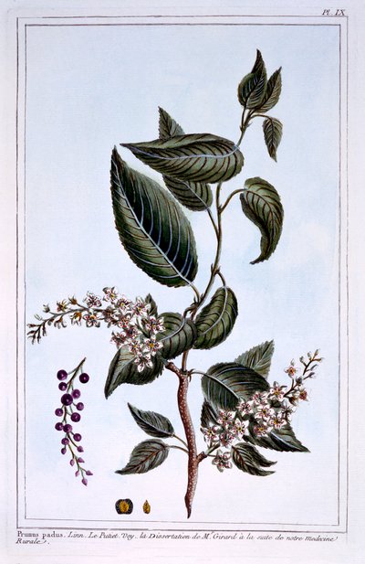 Prunus padus ou cerisier à grappes, illustration de 